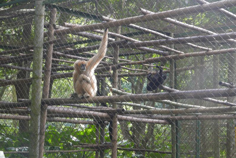 Endangered_Primate_Rescue_Center_Cuc_Phuong_Ninh_Binh_travel2eat (1)