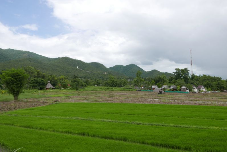 Reisfeld in Pai (Thailand)