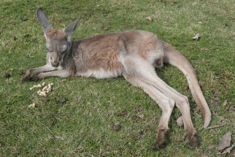 Kaengurus_Caversham Wildlife Park_Perth_travel2eat (7)