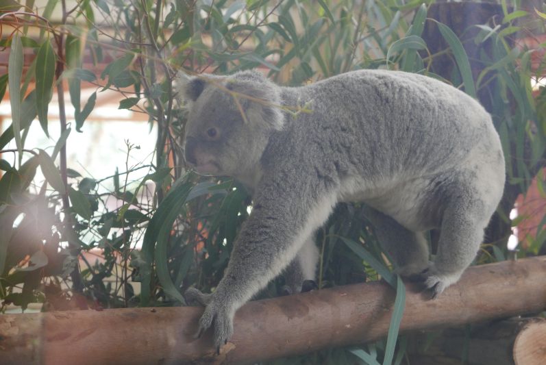 Koalas_Caversham Wildlife Park_Perth_travel2eat (2)