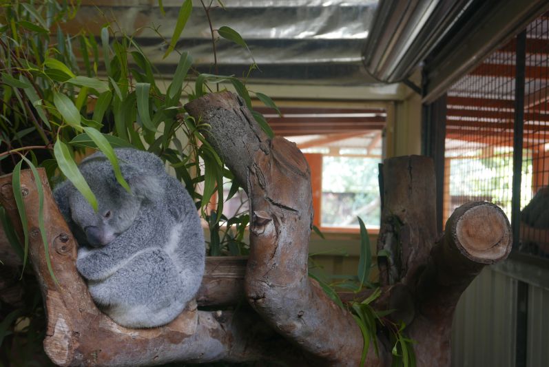 Koalas_Caversham Wildlife Park_Perth_travel2eat (4)