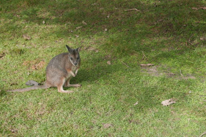 Wallaby_Caversham Wildlife Park_Perth_travel2eat (1)