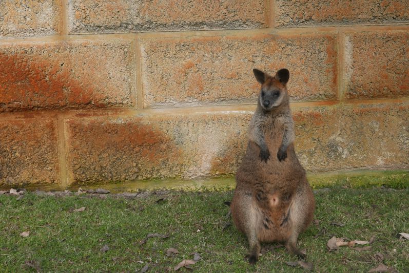 Wallaby_Caversham Wildlife Park_Perth_travel2eat