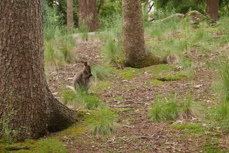 Wald-Wallaby in Tasmanien