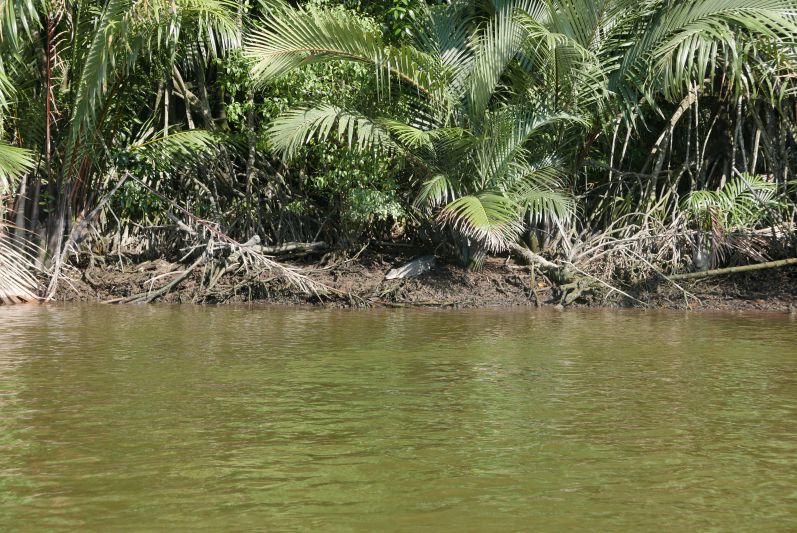 Das Krokodil liegt am Flussufer unter der Palme