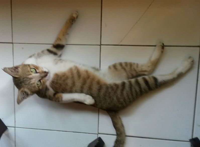 Katze Indonesien