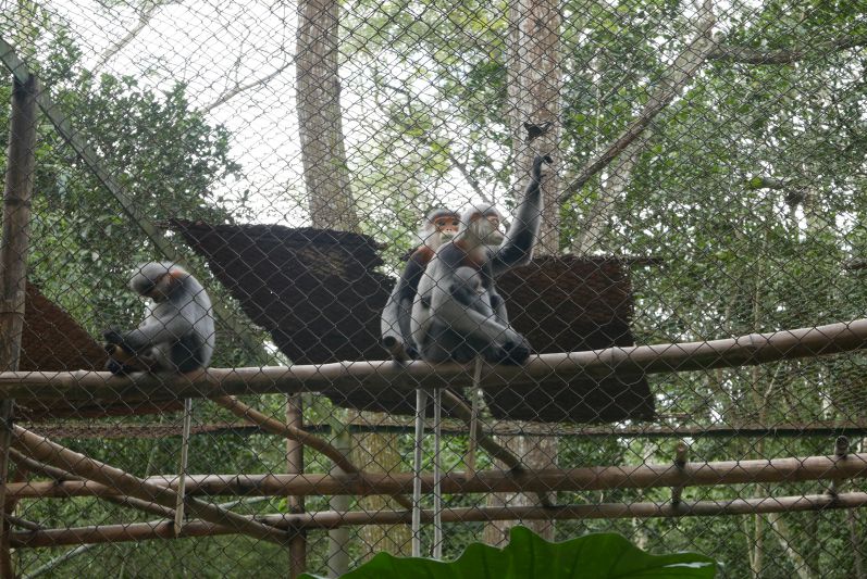 Endangered_Primate_Rescue_Center_Cuc_Phuong_Ninh_Binh_travel2eat (2)