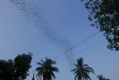 Fledermäuse Battambang
