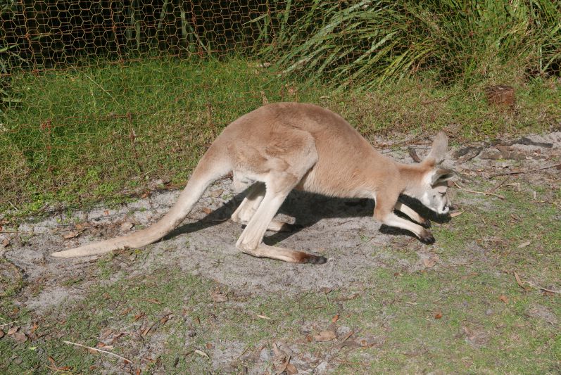 Kaengurus_Caversham Wildlife Park_Perth_travel2eat (10)