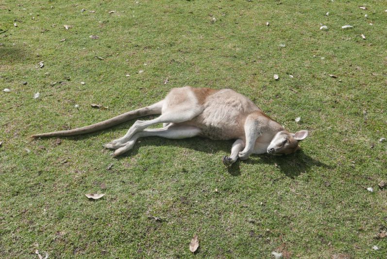 Kaengurus_Caversham Wildlife Park_Perth_travel2eat (3)